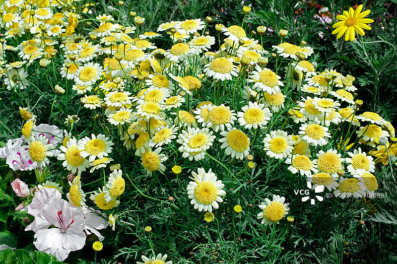 花园露台上的玛格丽特雏菊图片素材