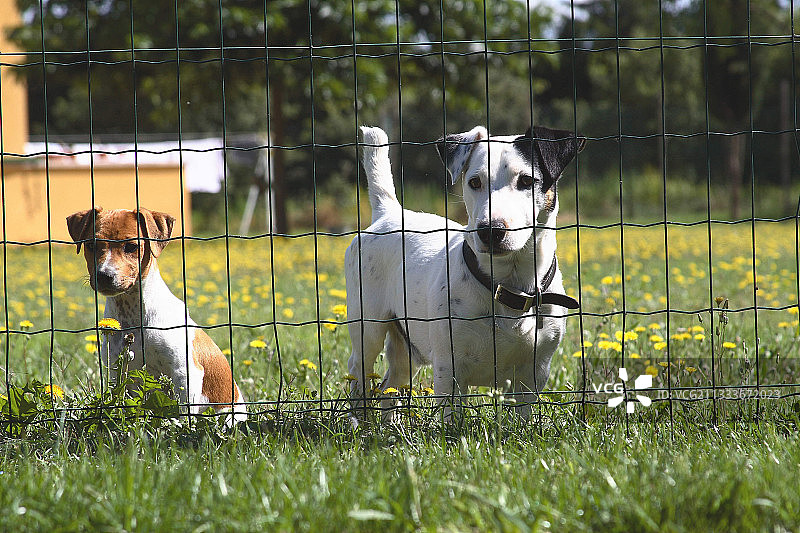 围栏后的杰克罗素幼犬，法国图片素材