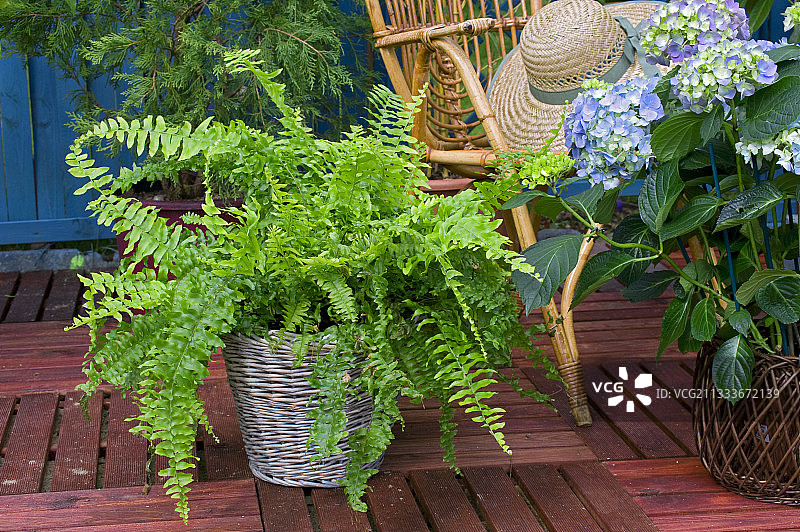 鲜花花园露台上的波士顿蕨图片素材