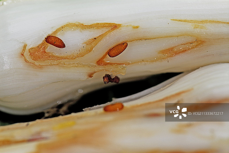 被韭菜蛾寄生的韭菜细节图片素材