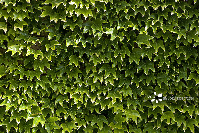 普罗旺斯夏季的葡萄藤叶子图片素材