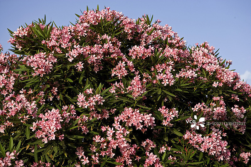 马耳他夹竹桃花图片素材