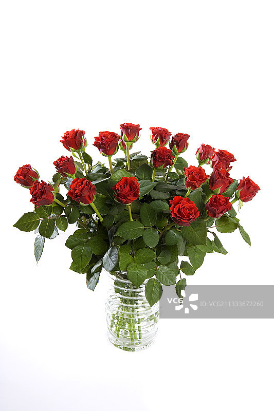 白色背景花瓶中的红色玫瑰花束图片素材