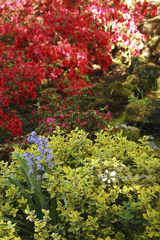荷兰库肯霍夫花园花卉公园的杜鹃花图片素材