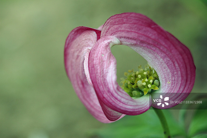 花园里的红花山茱萸图片素材