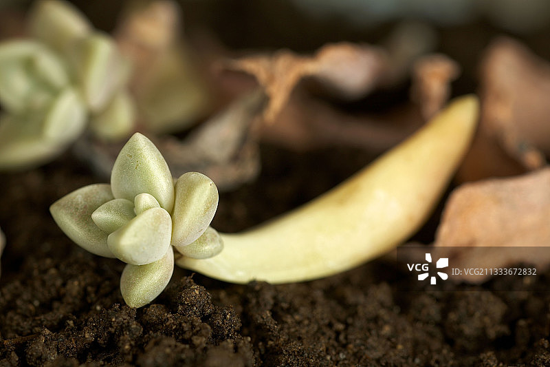 胧月 bud 法国里维埃拉图片素材