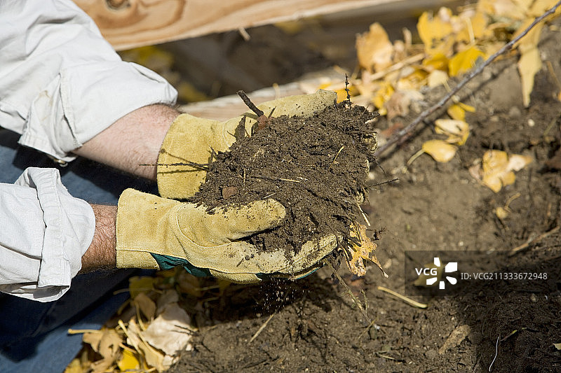 男人在秋天的花园里检查堆肥图片素材