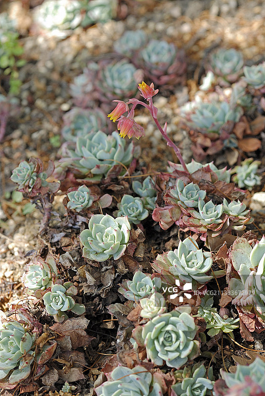 法国Echeveria的莲座图片素材