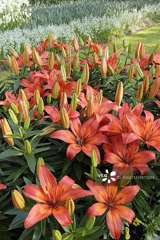 荷兰库肯霍夫公园花卉公园的百合花坛图片素材