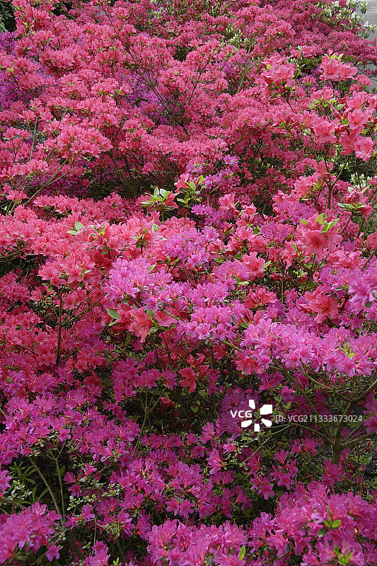 荷兰库肯霍夫花园花卉公园盛开的杜鹃花图片素材