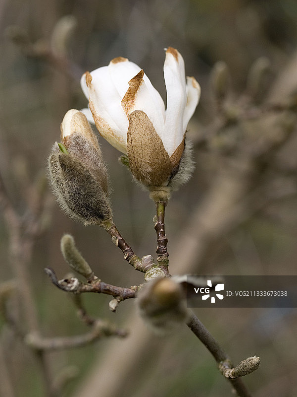 法国花园中被霜冻侵蚀的星玉兰花图片素材
