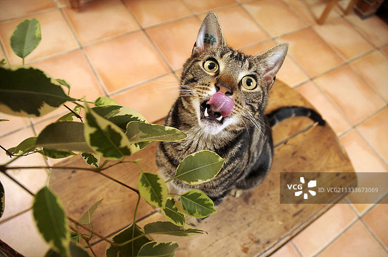 法国雄性欧洲棕色虎斑猫吃榕树叶图片素材