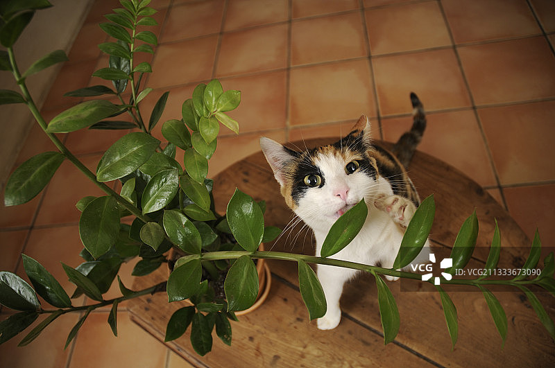 在法国吃绿色植物的欧洲三色母猫图片素材