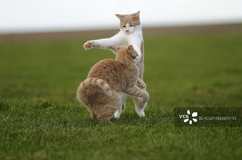 红色虎斑和白色相间的猫咪图片素材