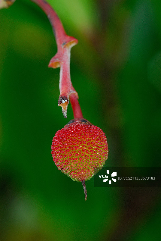 成熟草莓树果实肖像图片素材