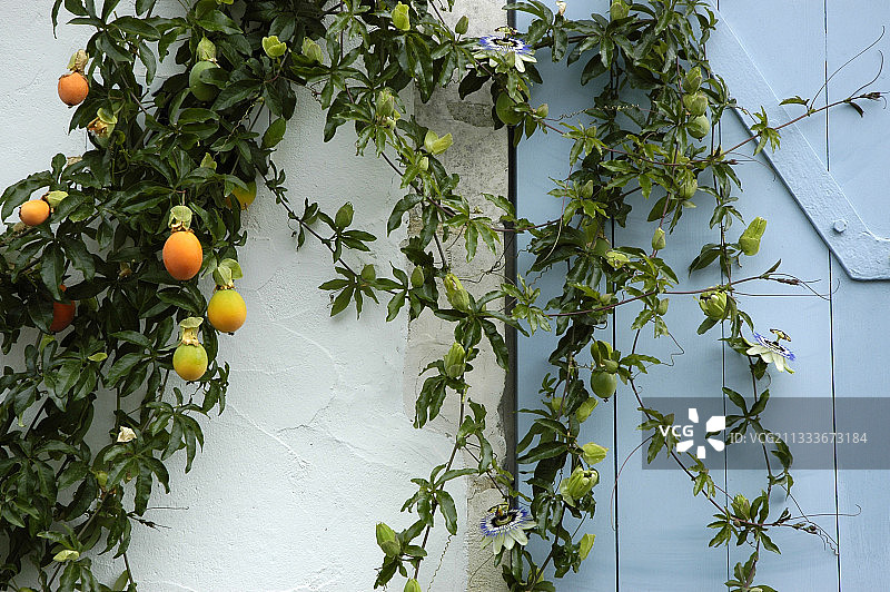 蓝色西番莲的果实和花朵，法国雷岛图片素材