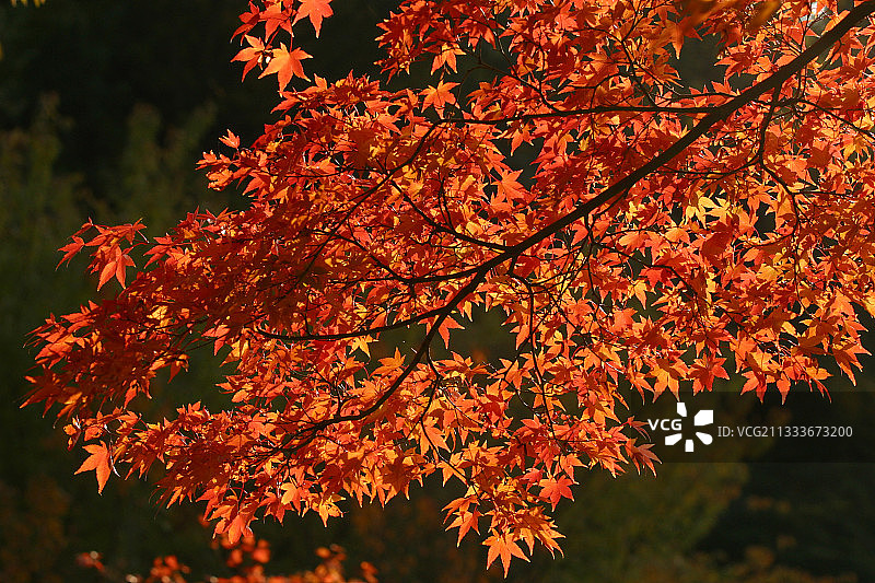 秋季法国的日本枫叶图片素材