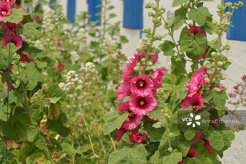 法国奥莱龙岛盛开的蜀葵图片素材