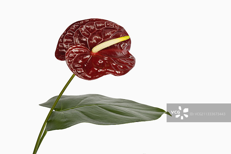 影棚内的红掌叶片和花序图片素材