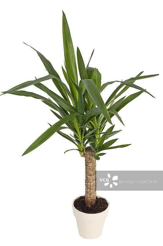 工作室里的丝兰图片素材