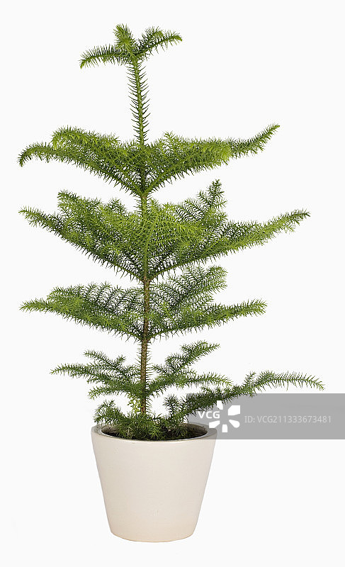 工作室里的南洋杉图片素材