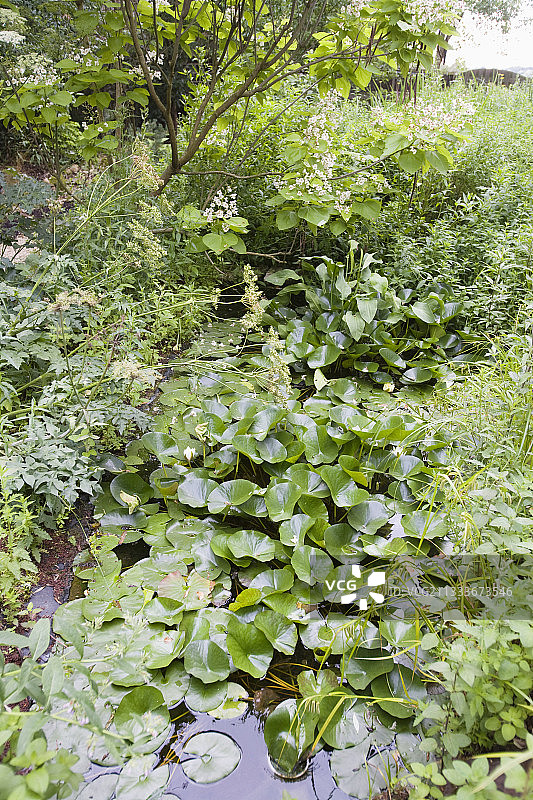 用于植物过滤水体的花园池塘图片素材