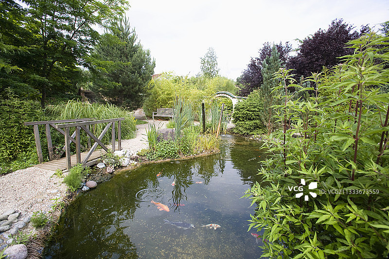 养有锦鲤的花园池塘图片素材