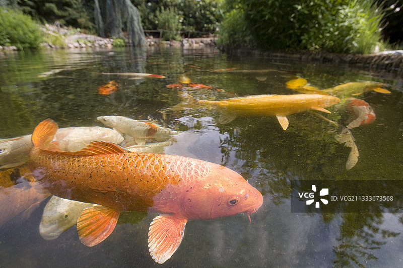 花园池塘中的锦鲤图片素材