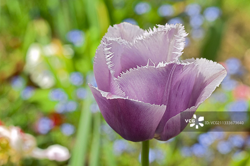 花园里的流苏郁金香图片素材