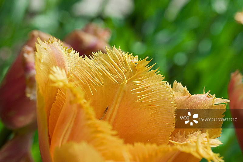 花园里的流苏郁金香 ‘诺兰达’图片素材
