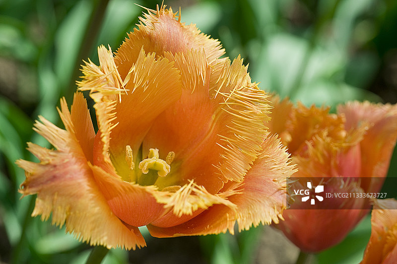 花园中的流苏郁金香“瓦尔贝拉”图片素材