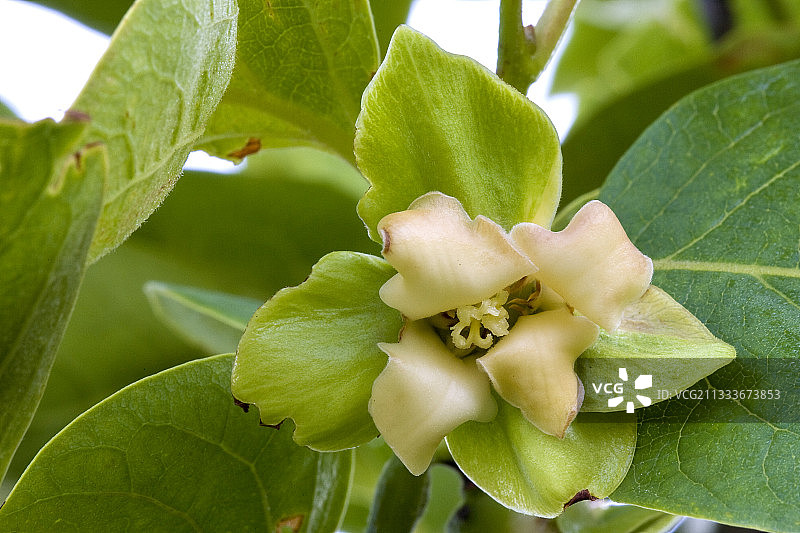 法国柿子花图片素材