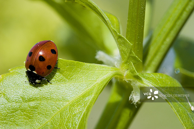 在叶子上行走的七星瓢虫图片素材