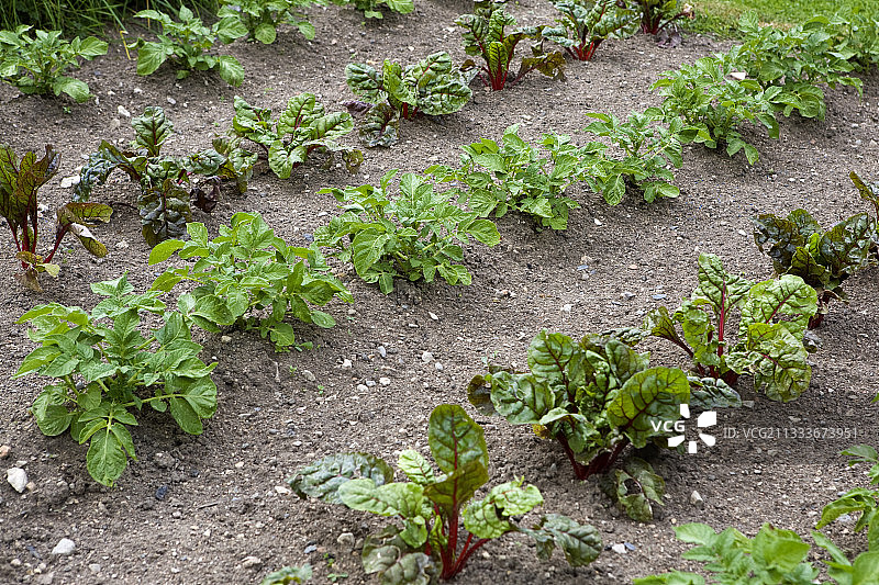 土豆与莙荙菜：勃艮第传统厨房花园图片素材