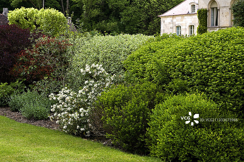 勃艮第花园中混合装饰的树篱图片素材