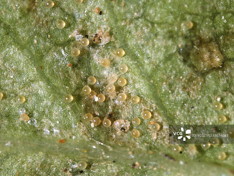 鸡蛋直径：0.14毫米图片素材