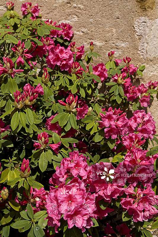 法国勃艮第盛开的粉色杜鹃花肖像图片素材