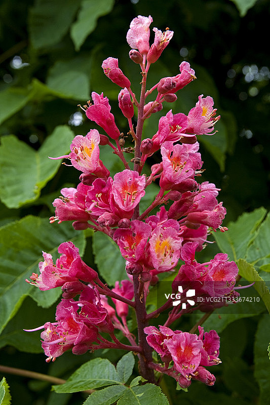 法国七叶树花序特写图片素材