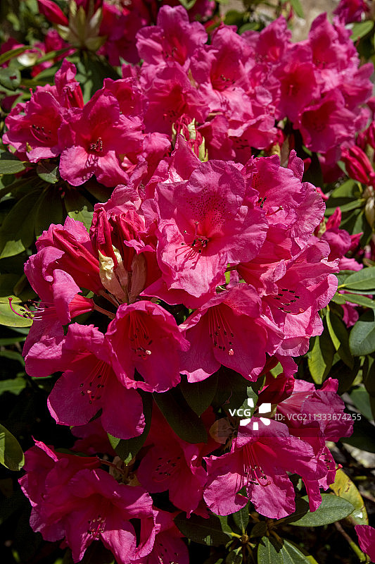 粉色杜鹃花花序特写图片素材