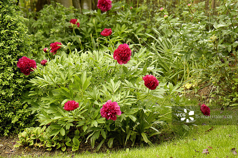 法国阿尔萨斯棉花花园盛开的红色牡丹图片素材