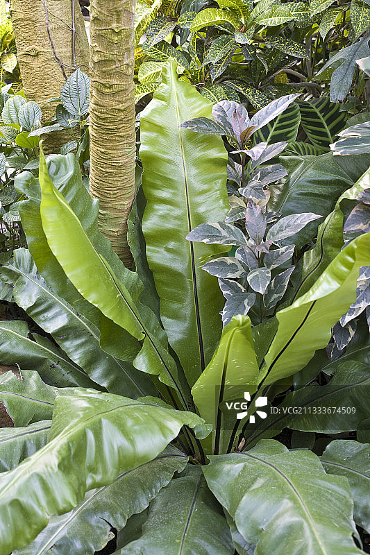 热带绿色房屋图片素材