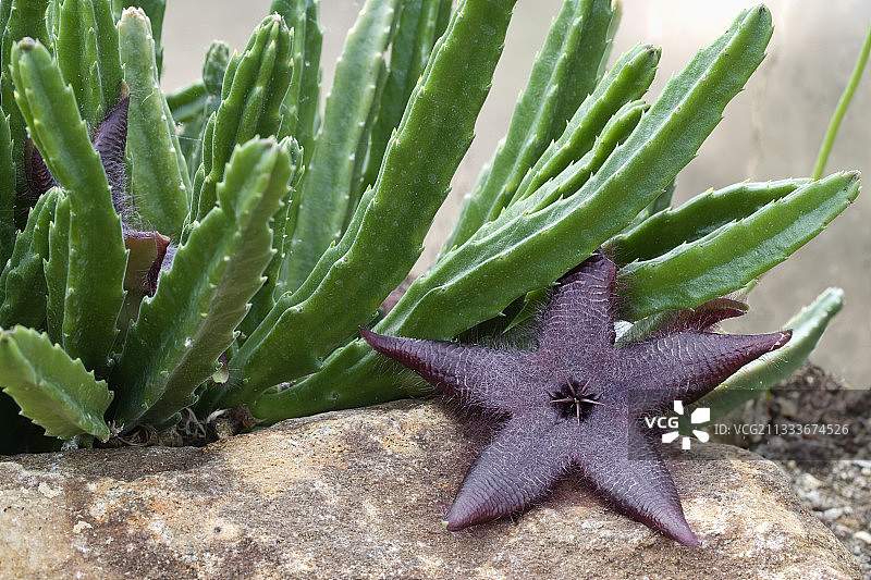 Sens的热带温室图片素材