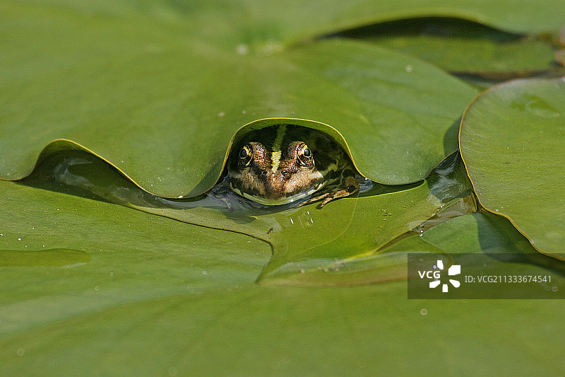 池塘中睡莲下的绿青蛙头图片素材