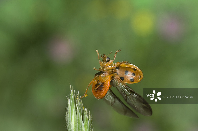 飞行中的亚洲瓢虫，索恩-卢瓦尔省，法国图片素材