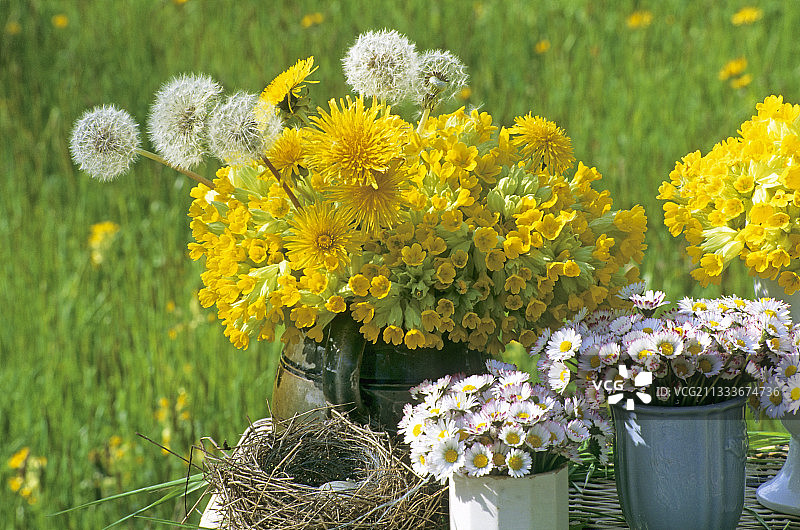四月报春花和蒲公英花束图片素材