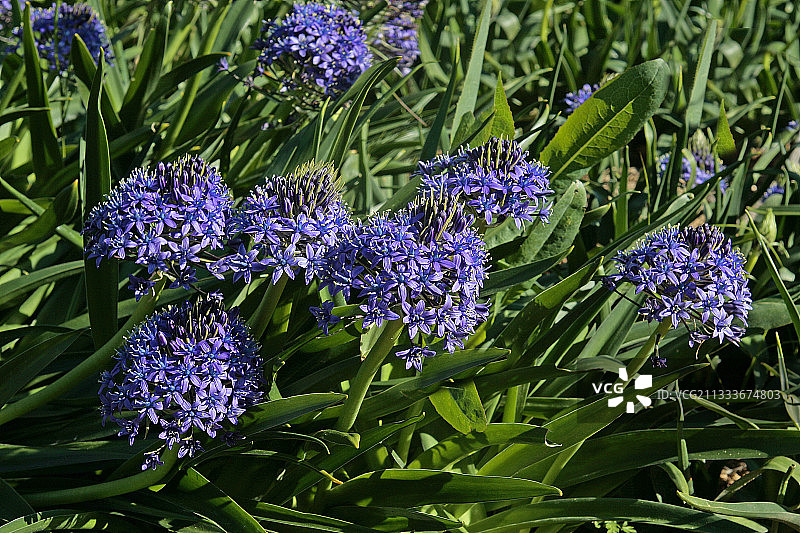 百子莲的地下文化图片素材