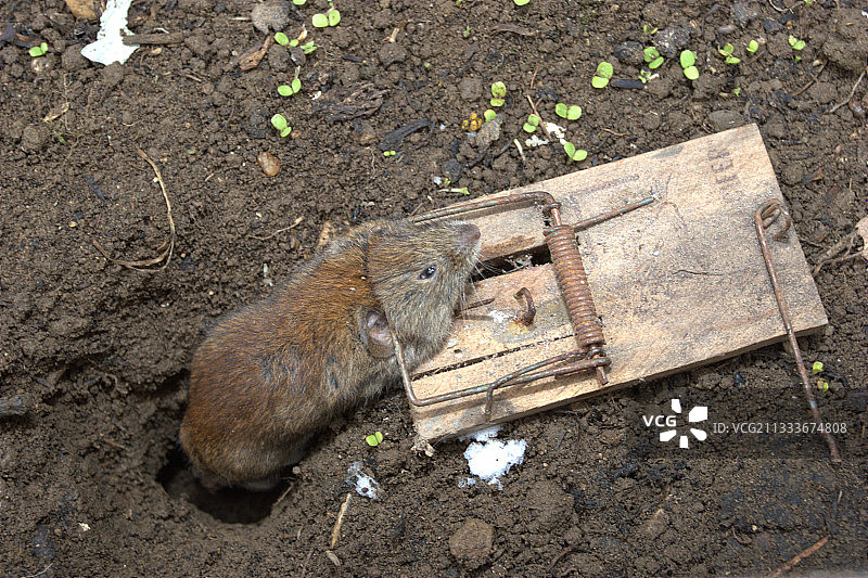 法国的田鼠图片素材