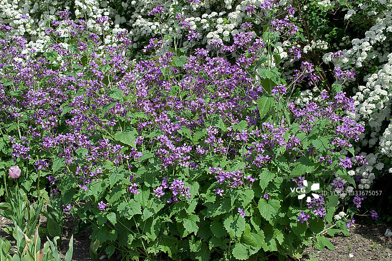 花园里盛开的农作物图片素材