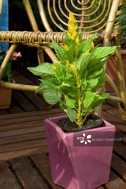 花园露台上盛开的鸡冠花图片素材