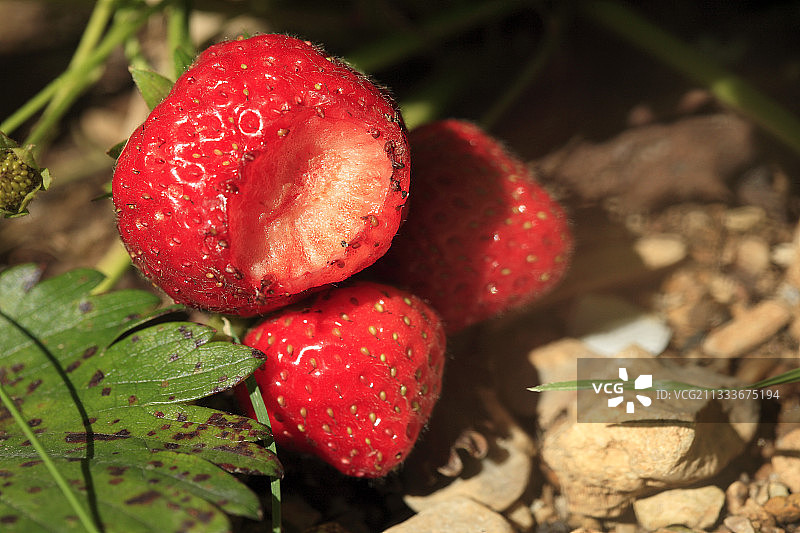 蜗牛爬行后的草莓图片素材